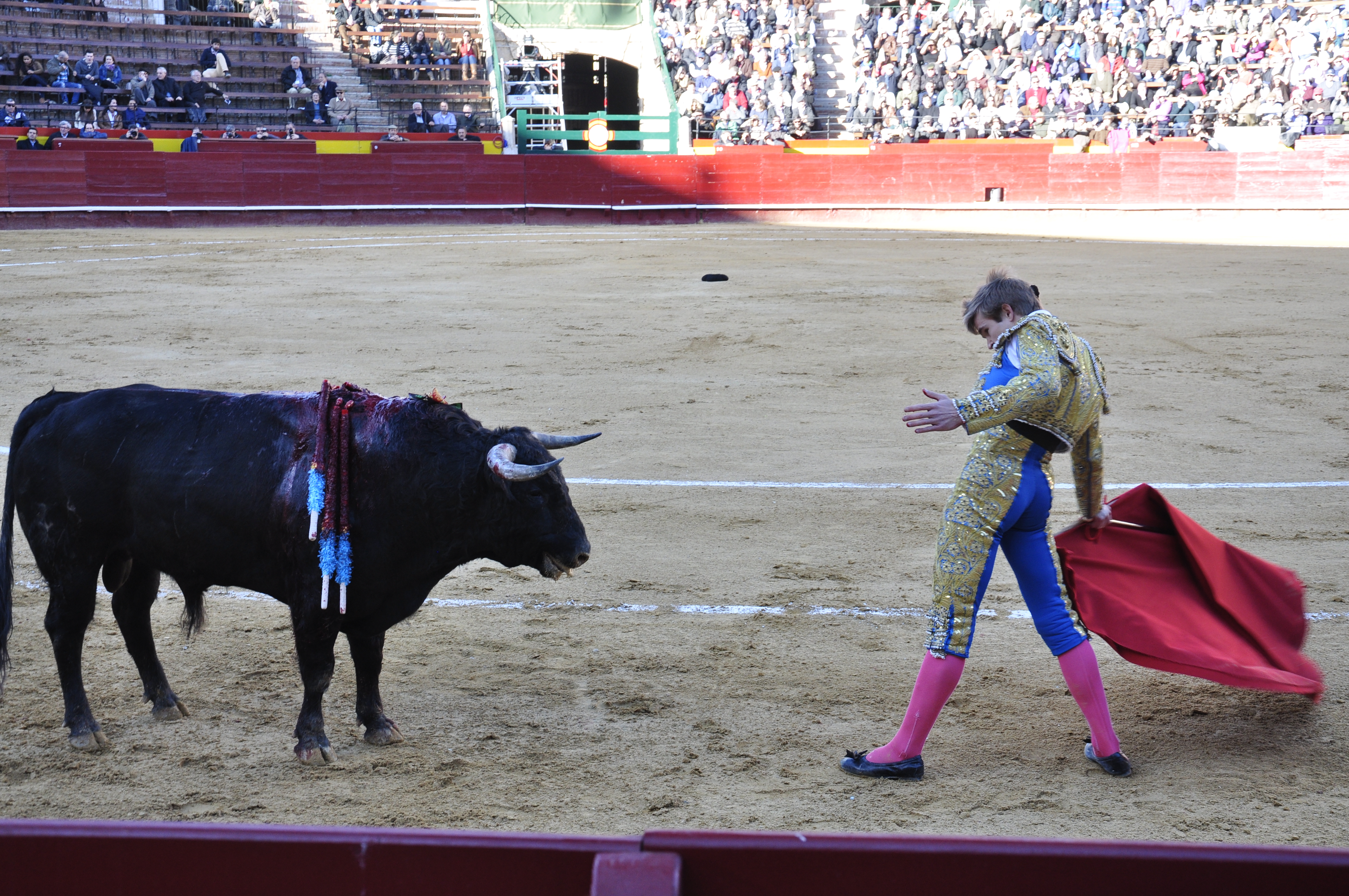 Walka byków w Hiszpanii na Plaza de torros